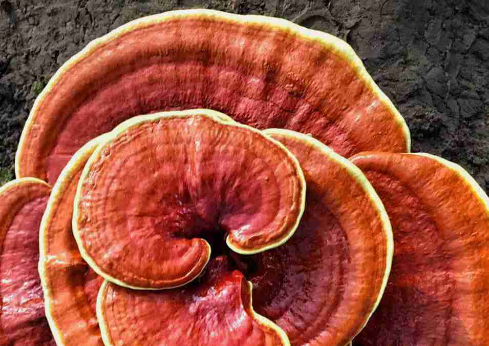 Рейши Линг Чжи (Ganoderma Lucidum) красный 100% био-цельный сушеный