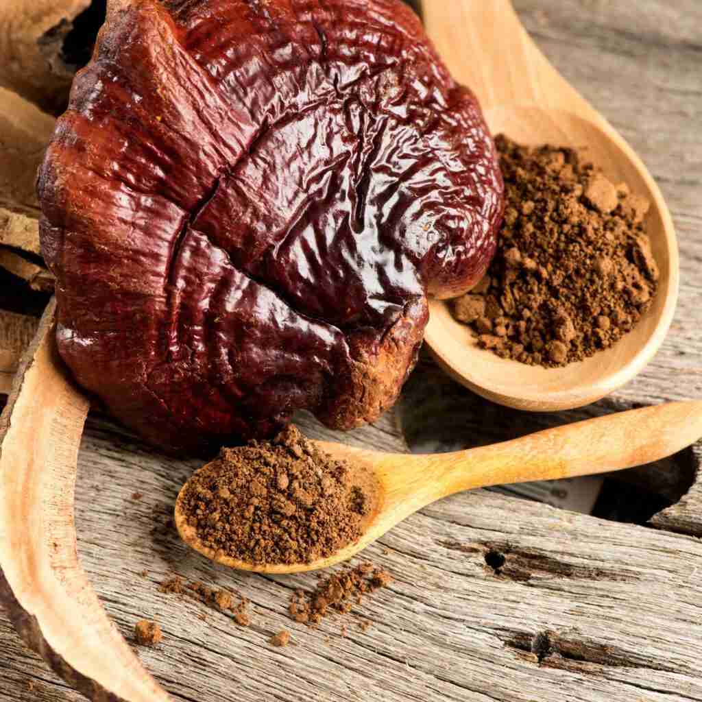 Рейши Линг Чжи (Ganoderma Lucidum) красный 100% био - экстракт порошок 5:1